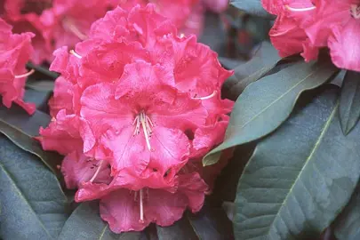 rhododendron-el-camino-