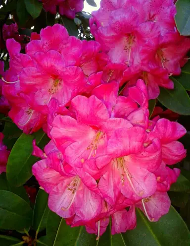 rhododendron-el-camino-1