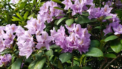 Rhododendron fastuosum flore pleno shrub with purple flowers.