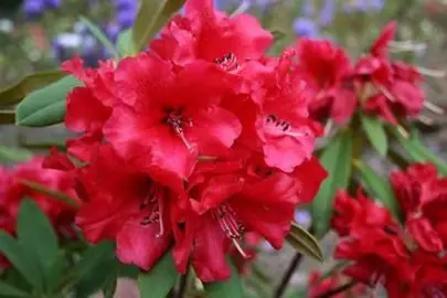 rhododendron-fireman-jeff-