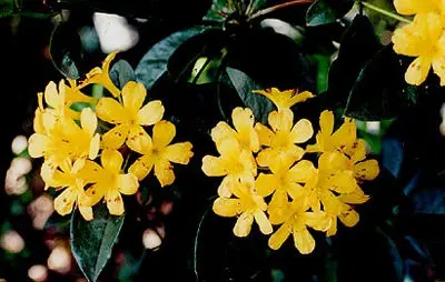 Rhododendron 'Flamenco Dancer' flowers.