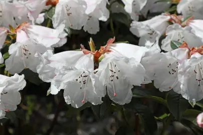 Rhododendron fragrantissimum white flowers.