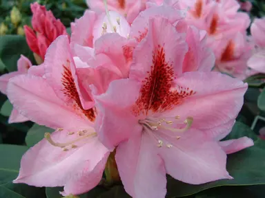 Rhododendron 'Furnivals Daughter' pink flowers.