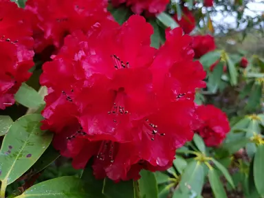 Rhododendron 'Gills Crimson' red flowers.