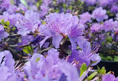 rhododendron-glenfalloch-blue-