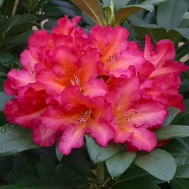 rhododendron-golden-gate-