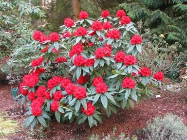 rhododendron-grace-seabrook-