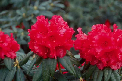 rhododendron-grace-seabrook-1