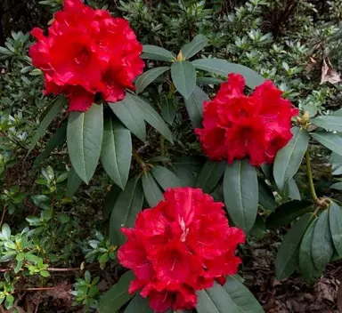 rhododendron-grace-seabrook-2