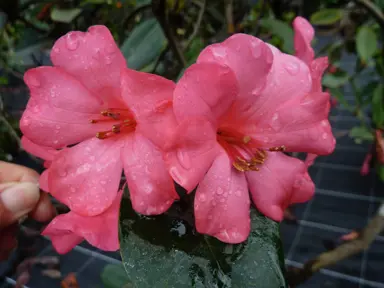 Rhododendron 'Great Scent-sation' rose-pink flowers.