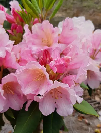 Rhododendron Greers Pink flowers.