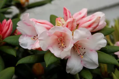 Rhododendron 'Grumpy' with exquisite, blush pink flowers.