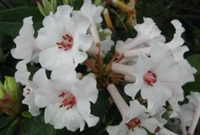 rhododendron-gwenevere-