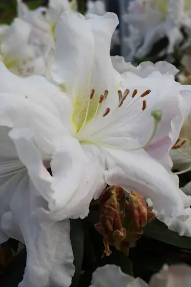 rhododendron-harry-tagg-