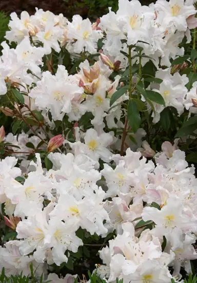 rhododendron-harry-tagg-2