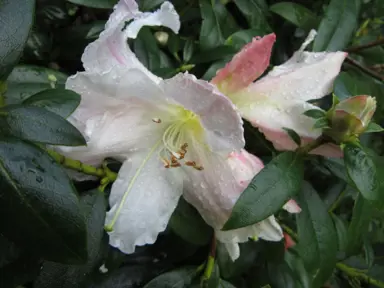 rhododendron-harry-tagg-5