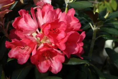 rhododendron-high-society-