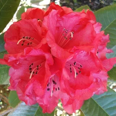 rhododendron-huntington--1
