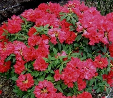 rhododendron-huntington-