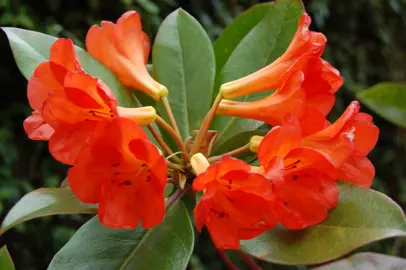 Rhododendron 'Java Light' orange flowers.