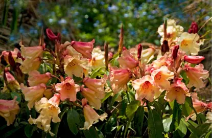 Rhododendron 'Jingle Bells' orange flowers.