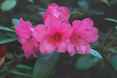 Rhododendron 'Jock' pink flowers.