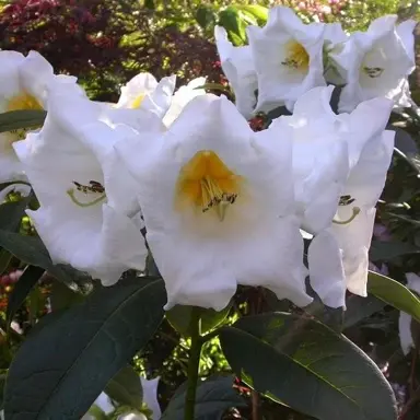 rhododendron-kallista-