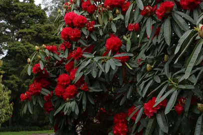 Rhododendron 'Kaponga' shrub with red flowers.