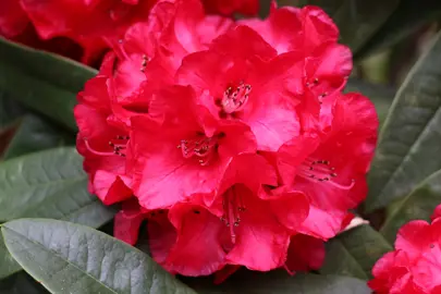 Rhododendron 'Kaponga' red flowers.