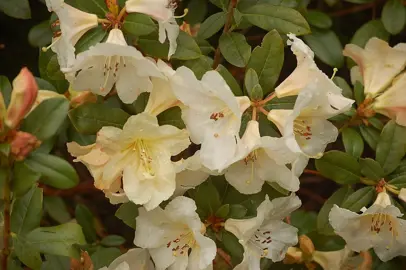 rhododendron-ken-burns-