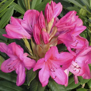 rhododendron-kings-cerise-