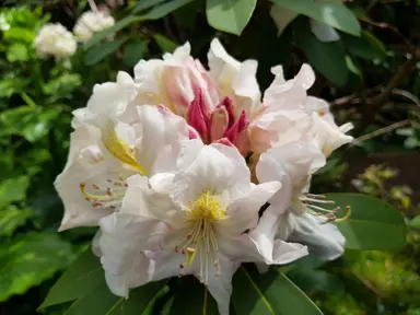 Rhododendron 'Kings Milkmaid' cream-coloured flowers.