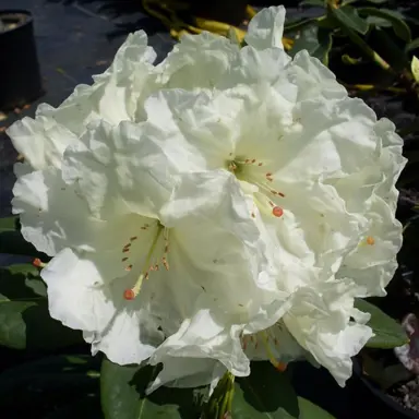 rhododendron-lemon-lodge-