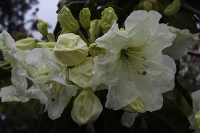 rhododendron-lemon-lodge-2