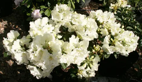 rhododendron-lemon-lodge-4