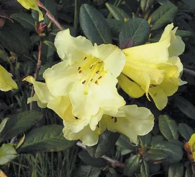 rhododendron-lemon-mist-