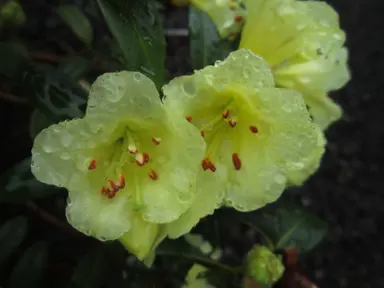 rhododendron-lemon-mist-2