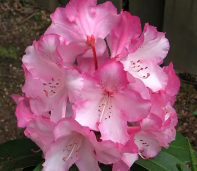 Rhododendron 'Lems Monarch' pink flowers.