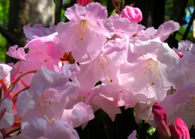 Rhododendron 'Loderi Patience' pink flowers.