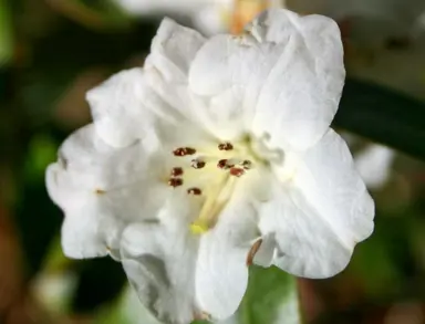 Rhododendron 'Lucy Lou' white flower.