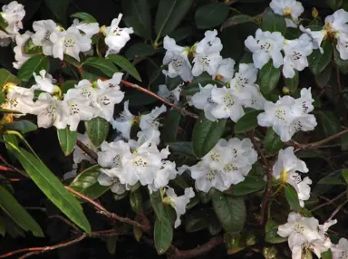 Rhododendron 'Lucy Lou' shrub with white flowers.