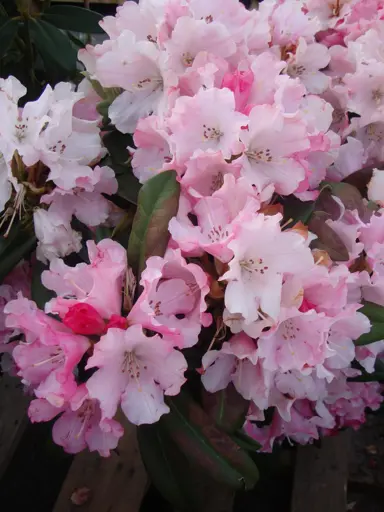 rhododendron-mardi-gras-1