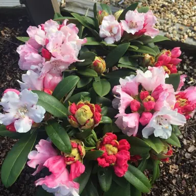 rhododendron-mardi-gras-3