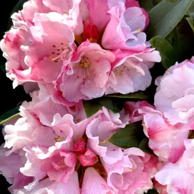 rhododendron-mardi-gras-4