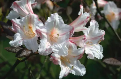 Rhododendron 'Martha Isaacson' flowers.