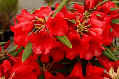 Rhododendron 'May Day' red flowers.