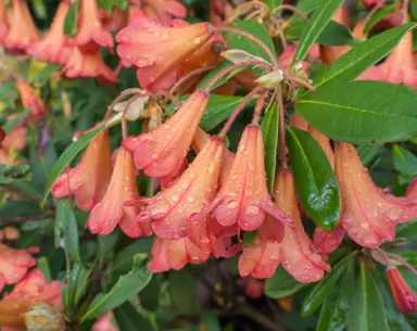 rhododendron-medusa-