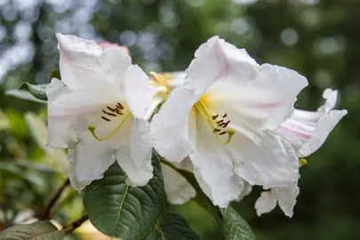 Rhododendron 'Mi Amor' white flowers.