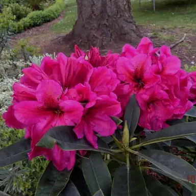 rhododendron-midnight-