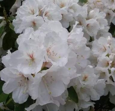 rhododendron-mount-everest-